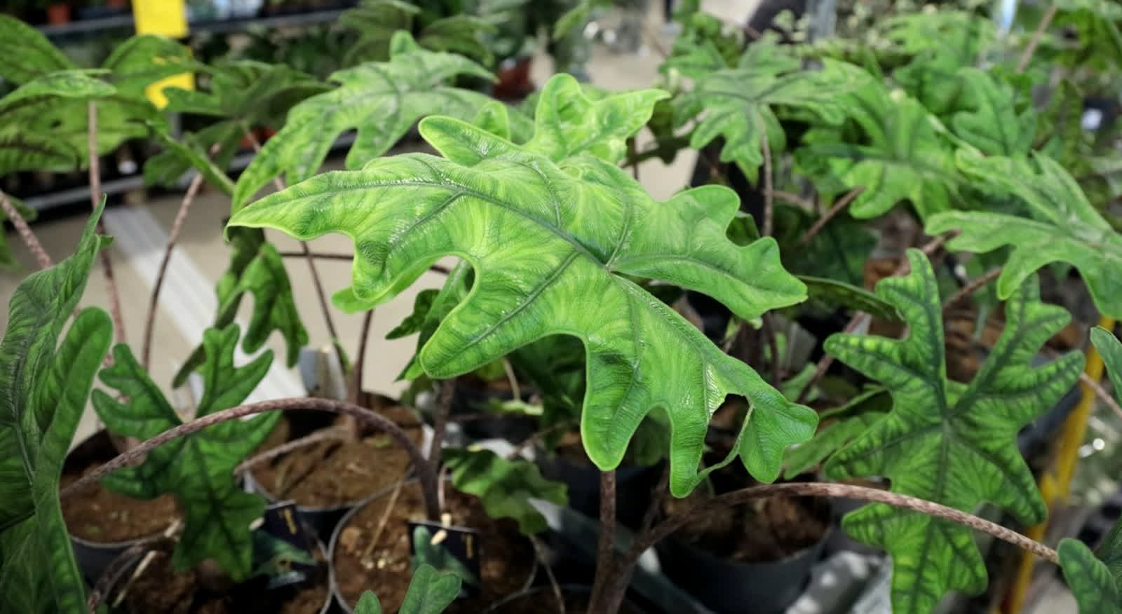 Ogrodnictwo i regionalne smaki. Jesienny Kiermasz z atrakcjami