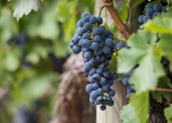 EAttachments90237040591f84d04d226ebee1bc1bd1d7eb3a6 xl