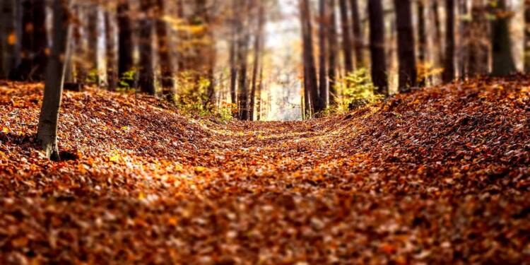 Opowieści o drzewach. Bezpłatny spacer dla mieszkańców Lublina 1 EAttachments90240157a68cedf12be417354f8494db522cac6 xl