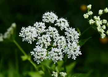 EAttachments90274048e1c930f60f3f7c79dd1259538b79cc8 xl