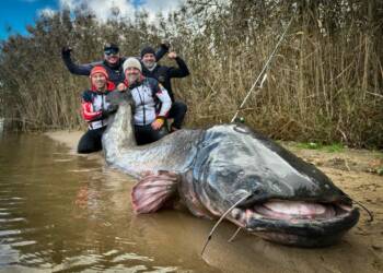 Rekordowej wielkości sum złowiony przez lubelskich wędkarzy 3 EAttachments9028113cd604d6dc7b6ab54b6abc6859d371cc7 xl