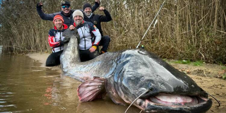 Rekordowej wielkości sum złowiony przez lubelskich wędkarzy 1 EAttachments9028113cd604d6dc7b6ab54b6abc6859d371cc7 xl