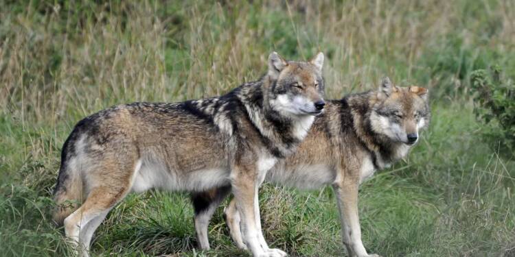 Wilki w powiecie łukowskim. Samorząd apeluje o ostrożność 1 EAttachments90281654e3fa531e9a96c69091f58cb6d550916 xl