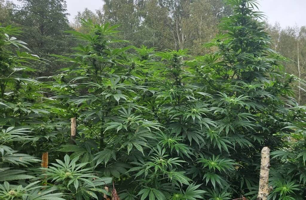 EAttachments90323971ae36eb34ddc5a9b946028bfa8ca9e46 xl