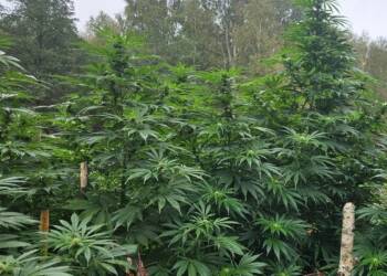 EAttachments90323971ae36eb34ddc5a9b946028bfa8ca9e46 xl