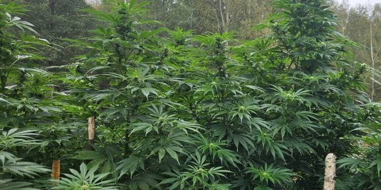 Leśna plantacja konopi zlikwidowana 1 EAttachments90323971ae36eb34ddc5a9b946028bfa8ca9e46 xl