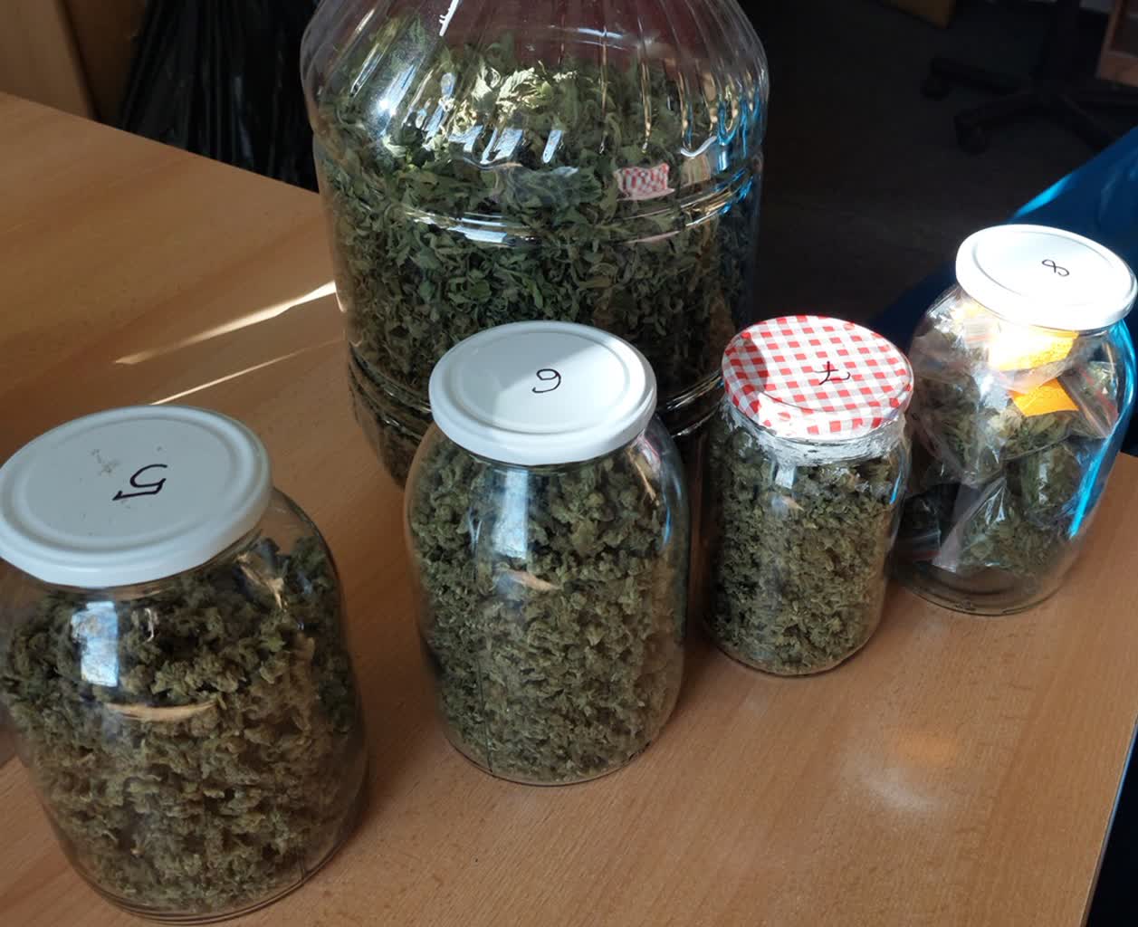 Leśna plantacja konopi zlikwidowana 3 343-277730_g.jpg