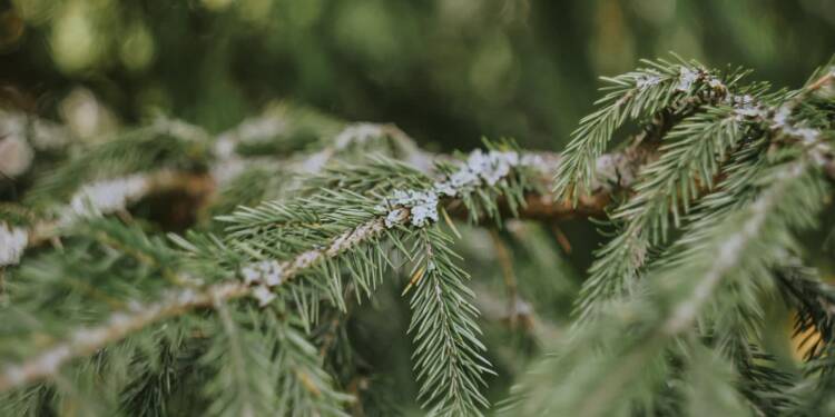 Nie wycinaj gałęzi! Ruszyła akcja „Stroisz” 1 EAttachments903264402007a76ae2798d08be54aa12acaaf37 xl