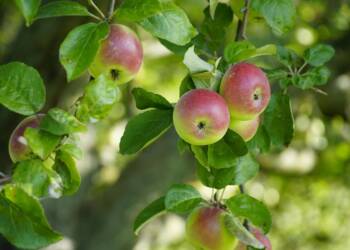 „Wyniki są bardzo obiecujące”. Nowoczesne systemy nawodnienia zwiększają plony jabłek 8 EAttachments9035463826d096767c0e8809c4c00aa3d039286 xl