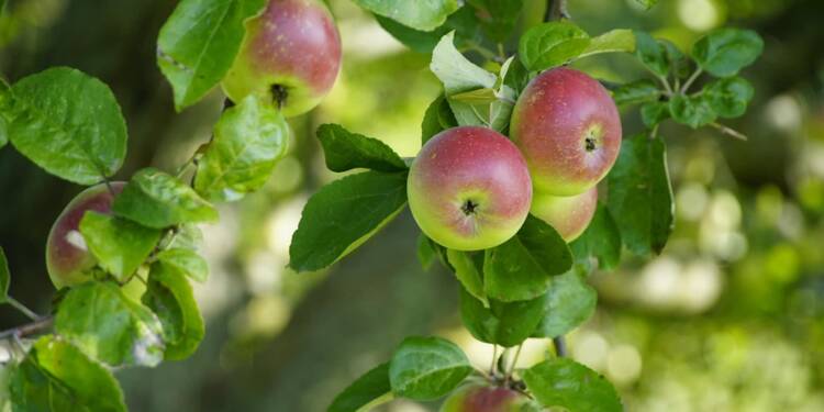 EAttachments9035463826d096767c0e8809c4c00aa3d039286 xl