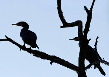 EAttachments9036283c54e8a70f8e2cce5568a1b1c29a1706b xl