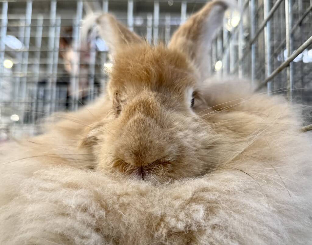 Kilkaset zwierząt na lubelskim Zooparku 1 EAttachments903730872afc3d6b8491f6e400d0bf71651ef0e xl