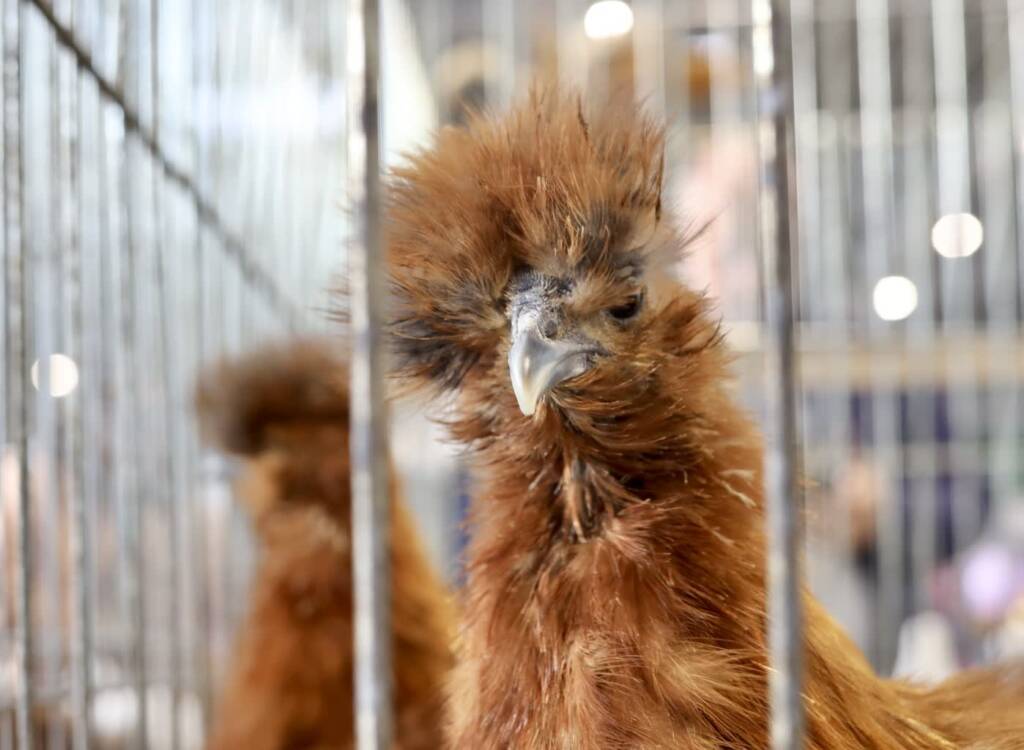 EAttachments90382120282fe037c3208fe300ea38f6dc9e368 xl