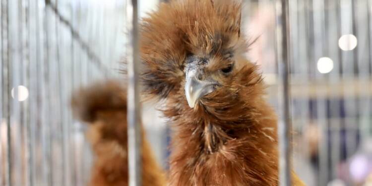 EAttachments90382120282fe037c3208fe300ea38f6dc9e368 xl