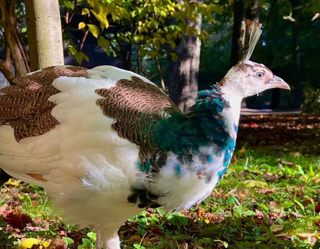 EAttachments90414723d00c3826aa9e825488a319eb28acefe xl