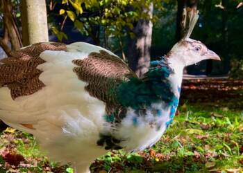 EAttachments90414723d00c3826aa9e825488a319eb28acefe xl