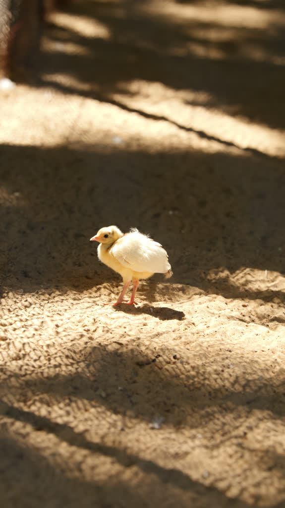 Internauci wybrali imiona dla młodego pawia z Ogrodu Saskiego 2 p1000910-2025-07-23-133244.jpg