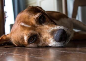 EAttachments90416341d85479b207f4e29b9e7001caf3b43ae xl