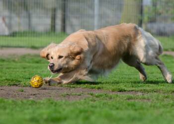 29.10.2025 Chwila dla pupila - o niezaspokojonych potrzebach socjalnych psów 3 EAttachments90431112e285d85eb10b4a8d0b8e281a7d34eec xl