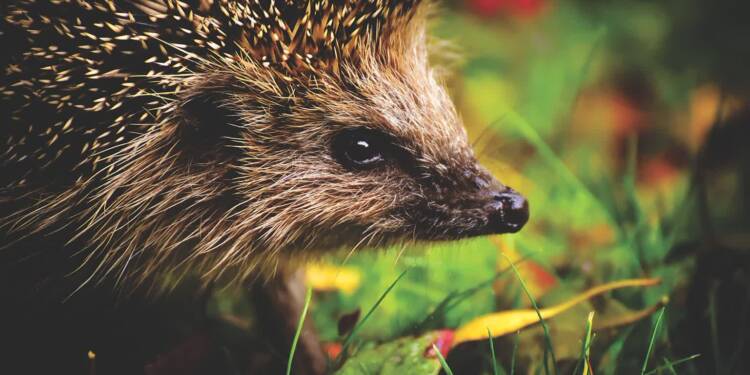 Zamojskie jeże mają dach nad głową 1 EAttachments90432916e7fce1a2fd2c36b1c3a43137935b8ed xl