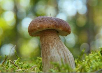 EAttachments6560052e88d36910bbde6b01cf0af54eab491ad