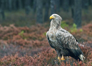 EAttachments708929568717a30d6adb39910ce5620f644c424