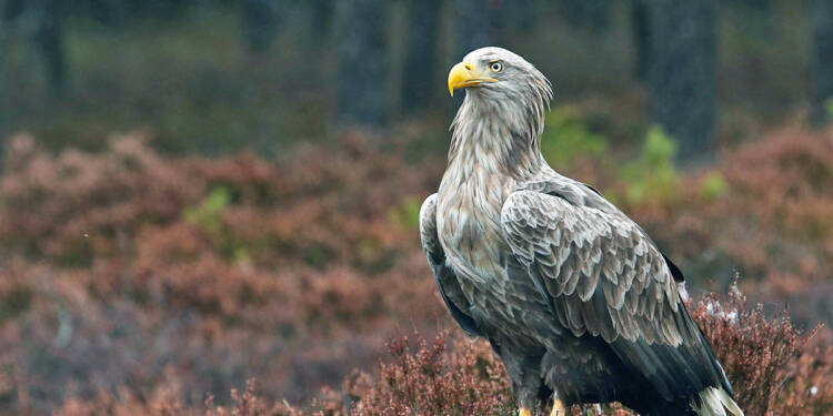 EAttachments708929568717a30d6adb39910ce5620f644c424