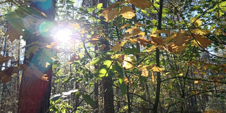 Tydzień ze skarbami lubelskich lasów 1 EAttachments82618662fb0382eaf29bd163662bc3d7a79e9b5