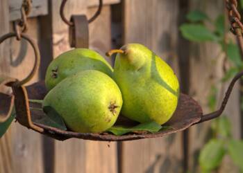 03.11.2025 Żyj zdrowo - gruszki 3 EAttachments8347783f0993d192ade2c275cf29e61c5386835