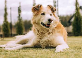 18.11.2025 Chwila dla pupila - o zostawianiu psów pod sklepami 7 EAttachments86031918e916a38c81d33e601c12f1370370d15 xl