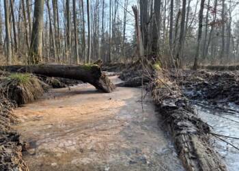 EAttachments8619636b632cd34edf0edb029f6786d91ad1fd9 xl