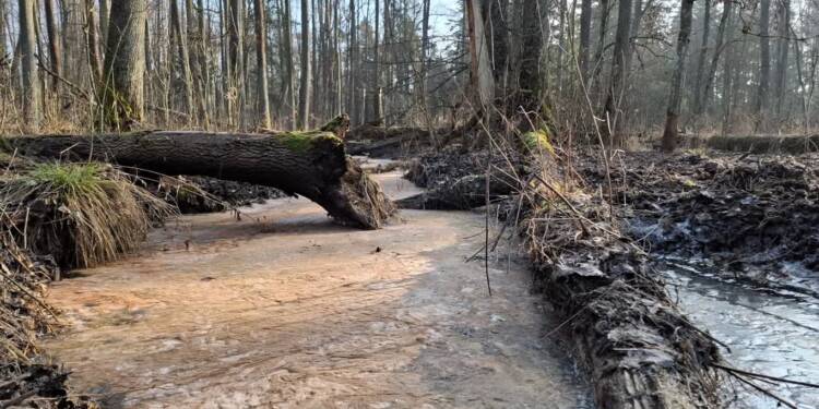 EAttachments8619636b632cd34edf0edb029f6786d91ad1fd9 xl