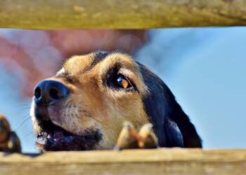 EAttachments86386473e0677515931d3cd74d8c15a7fdaf44d xl