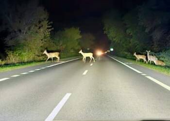 EAttachments90170518c6fbc4704d55f7e290c14d4cefda417 xl 1024x744 1