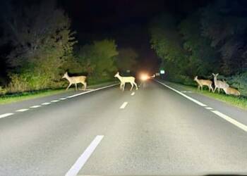 EAttachments90170518c6fbc4704d55f7e290c14d4cefda417 xl