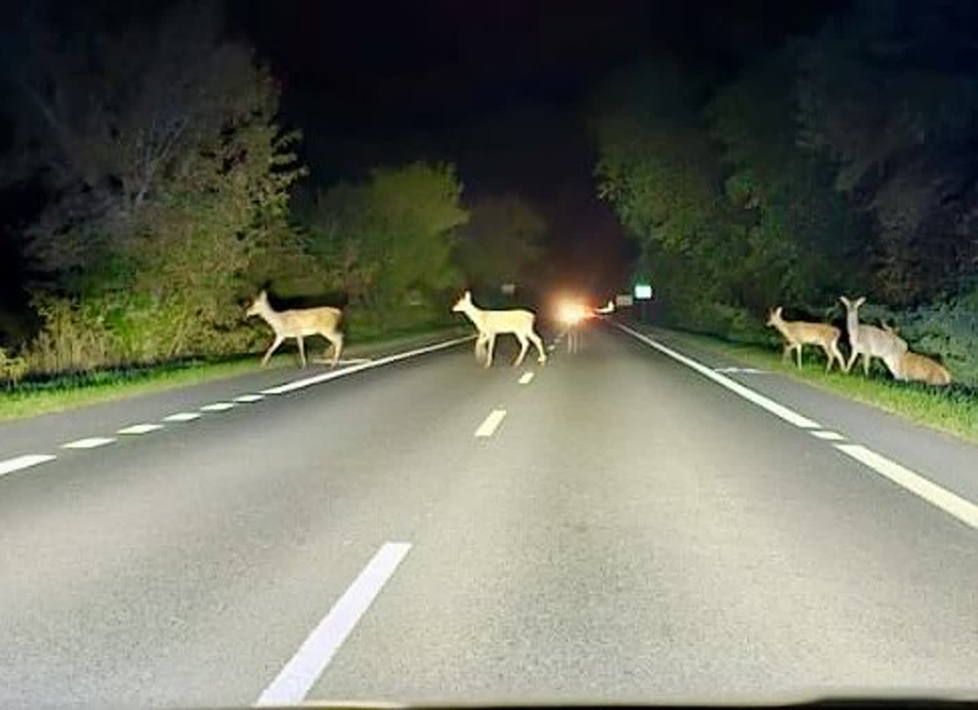 Uwaga na dzikie zwierzęta na drodze!