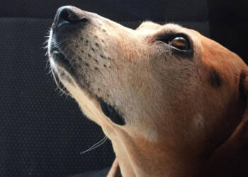 04.11.2025 Chwila dla pupila - jak pomóc psu w żałobie? 5 EAttachments90555367b234085b48a29dfc40ff96b86a4410a xl