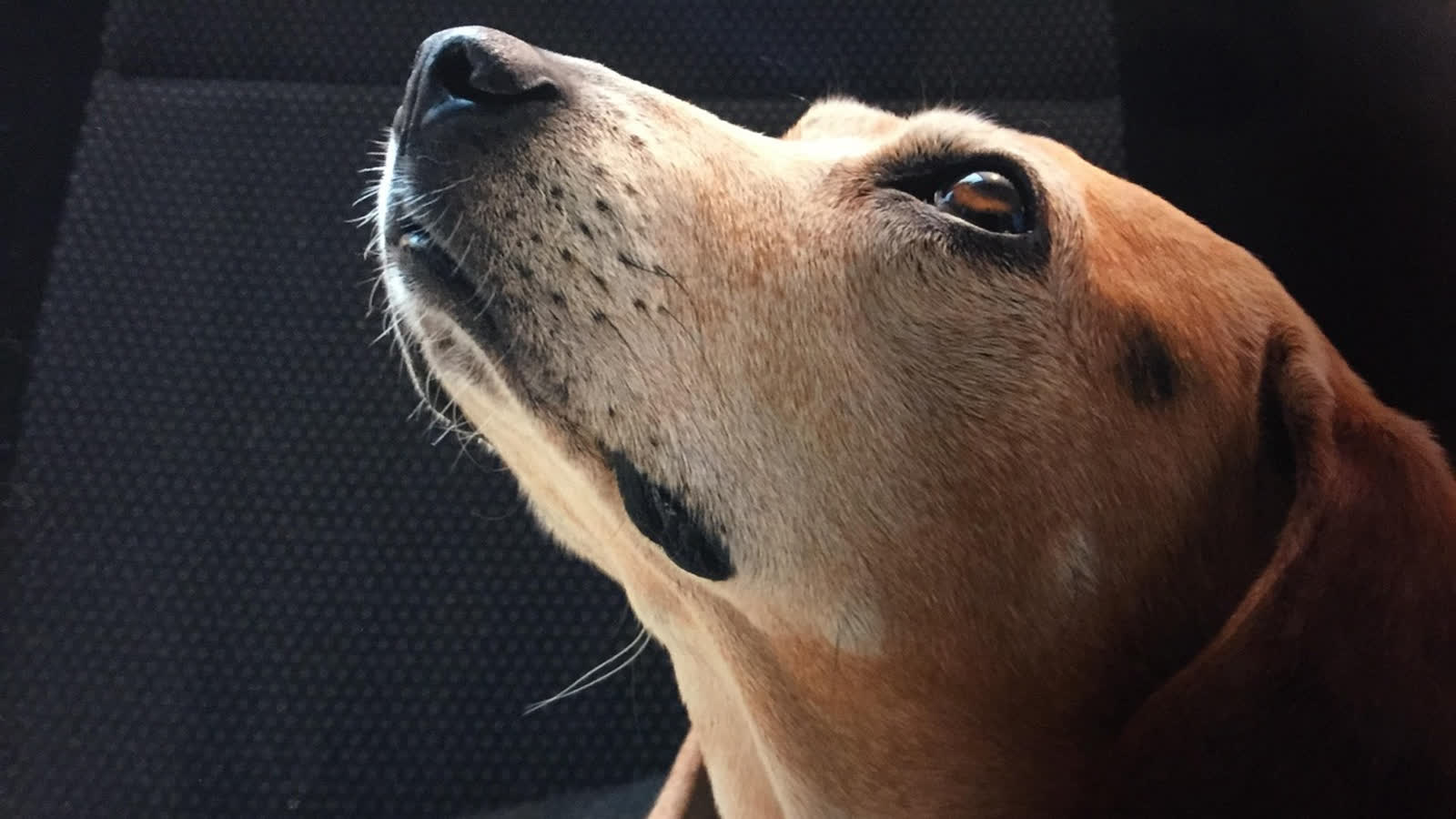 04.11.2025 Chwila dla pupila – jak pomóc psu w żałobie?