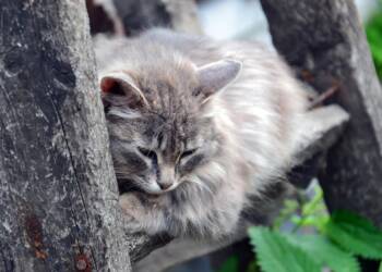 EAttachments9059210ca4d5a725df7a68cc0d25bf997b53406 xl