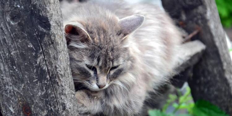 EAttachments9059210ca4d5a725df7a68cc0d25bf997b53406 xl