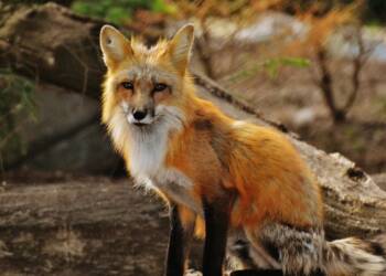 Od jutra szczepienie lisów w Lubelskiem. Jest alert RCB 7 EAttachments905961991a746656e0e5ebbeab891a9e9c6c39d xl