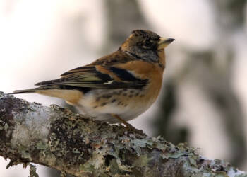 06.11.2025 Sekrety nauki - ptaki zimujące w Polsce 5 EAttachments90598759a4ef642bc0b139852d9a25a2cac2696 xl