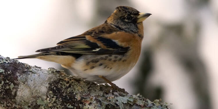 EAttachments90598759a4ef642bc0b139852d9a25a2cac2696 xl