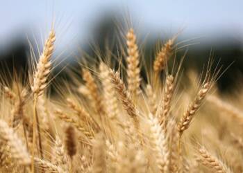 Minister rolnictwa: Polska jest potęgą w produkcji żywności 4 EAttachments90604108805005204785a15b4a02ca71a17c1ba xl