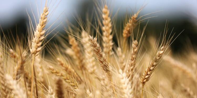 EAttachments90604108805005204785a15b4a02ca71a17c1ba xl