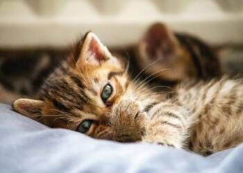 07.11.2025 Chwila dla pupila - dlaczego kot „ugniata” łapkami? 9 EAttachments9061563e1402cfc1ddf0281bb4f97df8e11738f xl