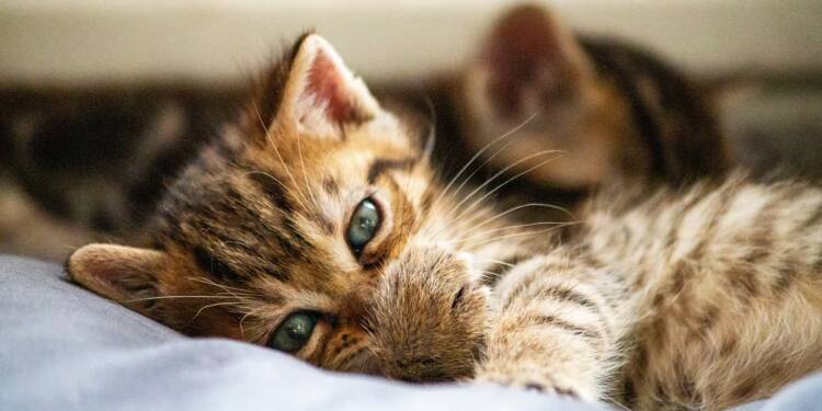 EAttachments9061563e1402cfc1ddf0281bb4f97df8e11738f xl