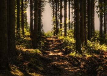 07.11.2025 Żyj zdrowo - szlaki i trasy południowej części województwa lubelskiego 2 EAttachments9061619f9946a64325786caa49b36565e70fbfa xl