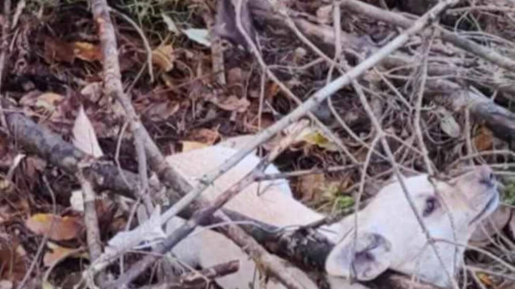 EAttachments9062259a0a52de32e17b198c05f7a9f3657d6e0 xl