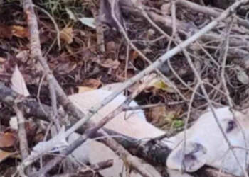 Dramat w lesie. Psy przywiązane stalową linką do drzewa 2 EAttachments9062259a0a52de32e17b198c05f7a9f3657d6e0 xl